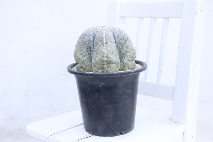 阿多福ランポー玉