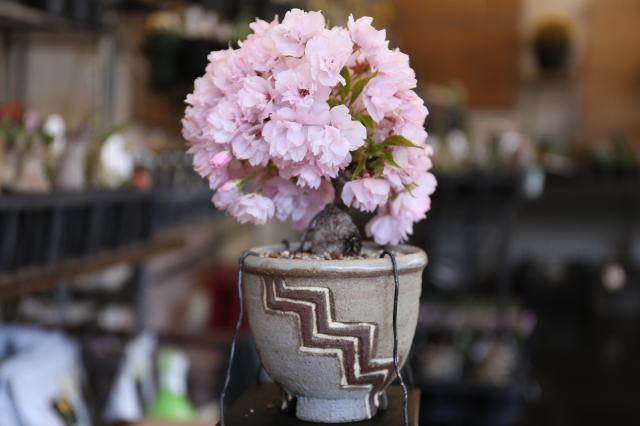旭山桜 オリジナル陶器鉢 A1693 数量もの ギフトにオススメ☆花物実物 サクラ ミニ盆栽☆浦部陽向園
