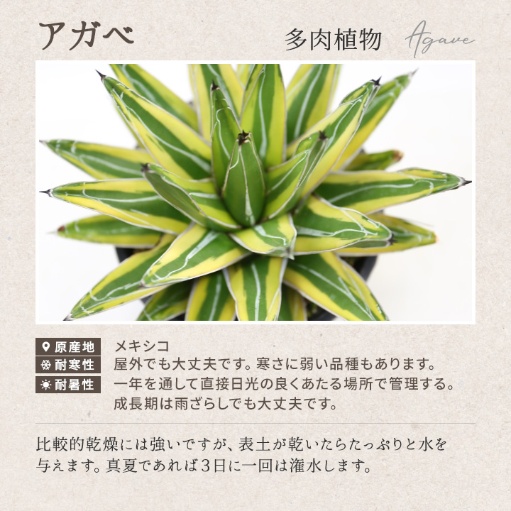 アガベ 多肉植物 販売