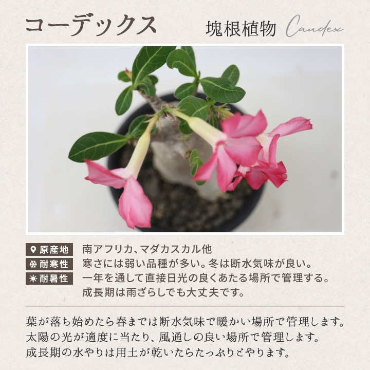 コーデックス 塊根植物