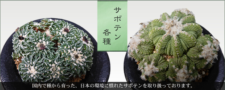 盆栽 サボテン 多肉植物 通販 オンラインショップ 浦部陽向園 大阪 盆栽 サボテン 多肉植物 通販 オンラインショップ 浦部陽向園 大阪