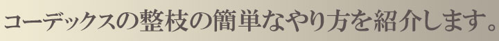 コーデックス整枝のやり方