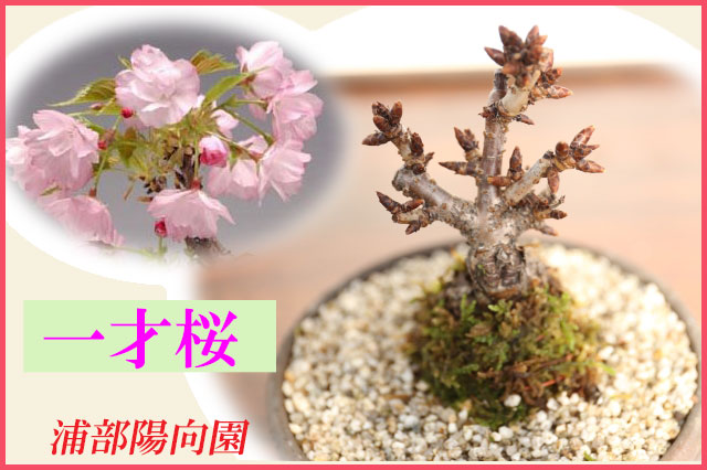 一才桜