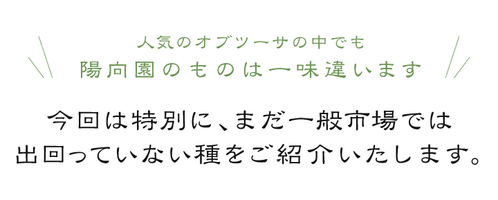 人気のオブツーサの中でも陽向園のものは一味違います。陽向園のものは一味違います。