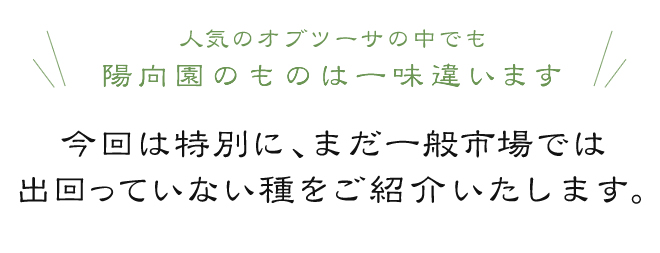 人気のオブツーサの中でも陽向園のものは一味違います。陽向園のものは一味違います。