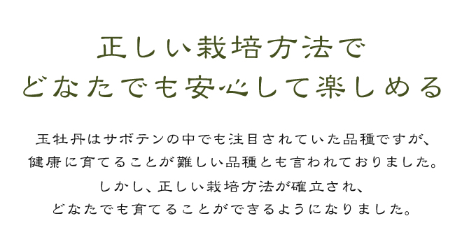 正しい栽培方法でどなたでも安心して楽しめる 玉牡丹