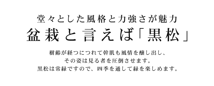 堂々とした風格と力強さが魅力 盆栽と言えば黒松