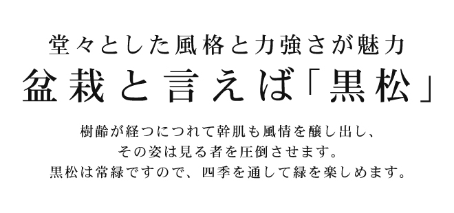 堂々とした風格と力強さが魅力 盆栽と言えば黒松