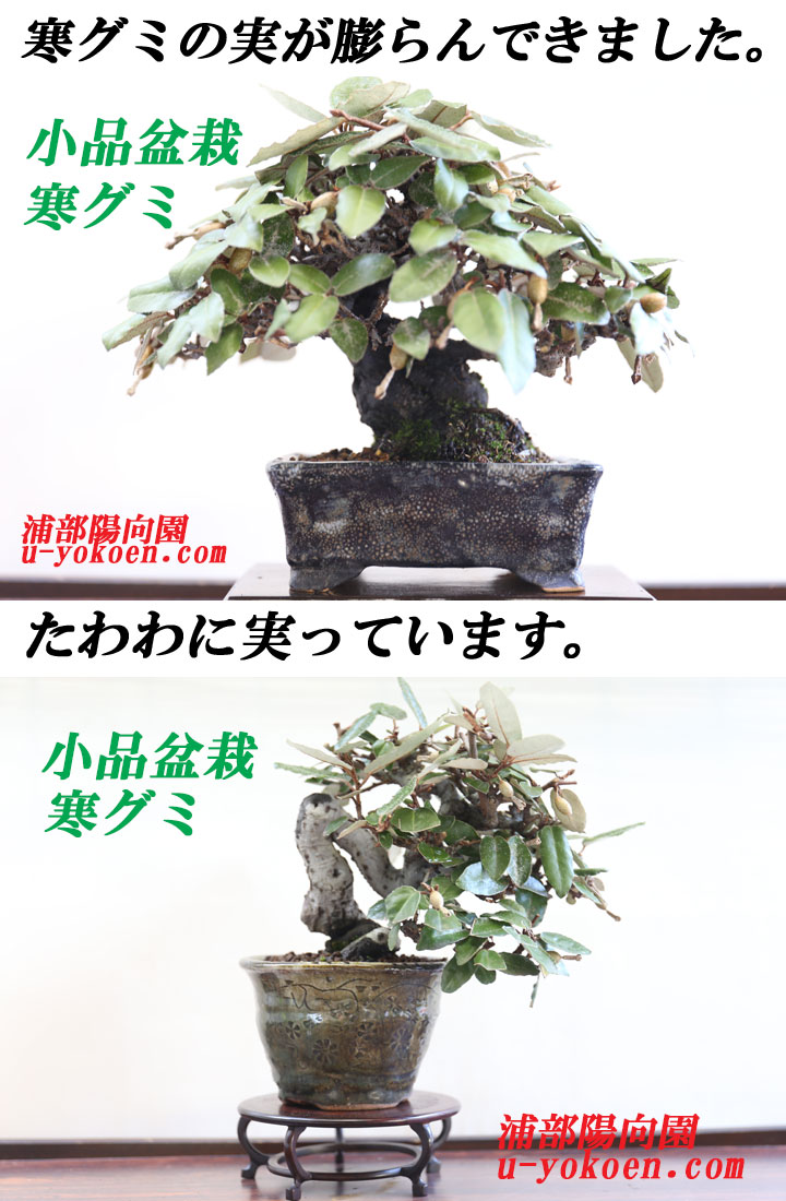 梅の盆栽が見頃を迎えました。 盆栽・サボテン・多肉植物 生産販売専門