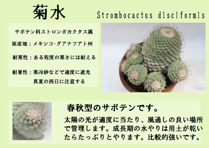 ストロンボカクタス 菊水