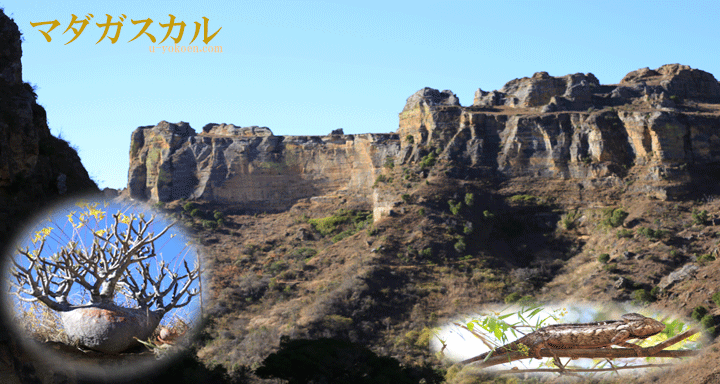 盆栽・サボテン・多肉植物画像