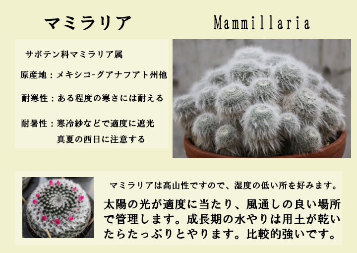 マミラリア サボテン 白刺の花サボテンが豊富な品種