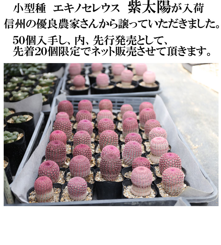 紫太陽 サボテン 販売 大量入荷しました 盆栽 サボテン 多肉植物 通販 オンラインショップ 浦部陽向園 大阪