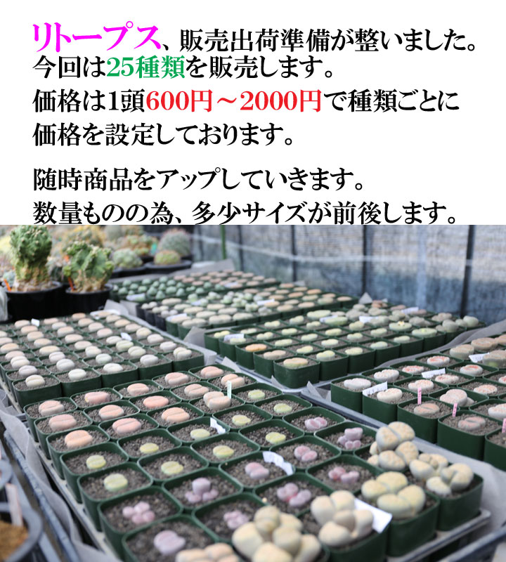 多肉植物 リトープス ２５種類 販売について 盆栽 サボテン 多肉植物 通販 オンラインショップ 浦部陽向園 大阪