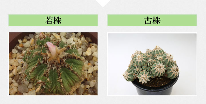 サボテン 花籠｜盆栽・サボテン・多肉植物 生産販売専門【浦部陽