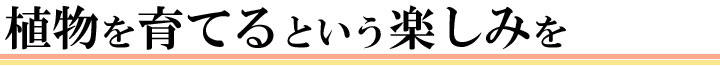 植物を育てる楽しみを