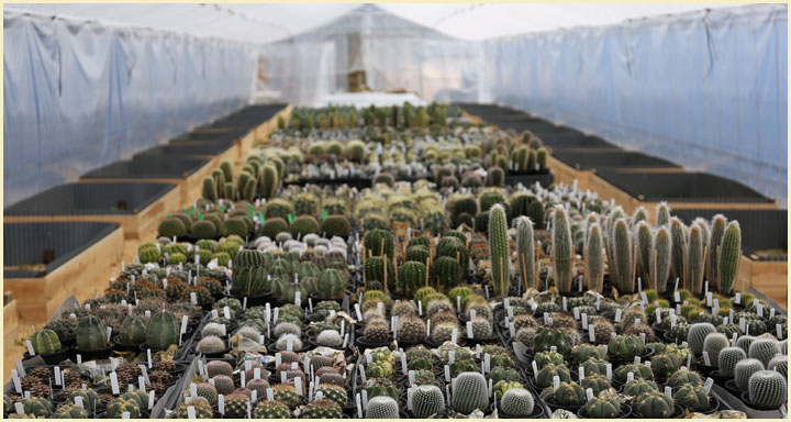 サボテン・多肉植物ハウス内風景