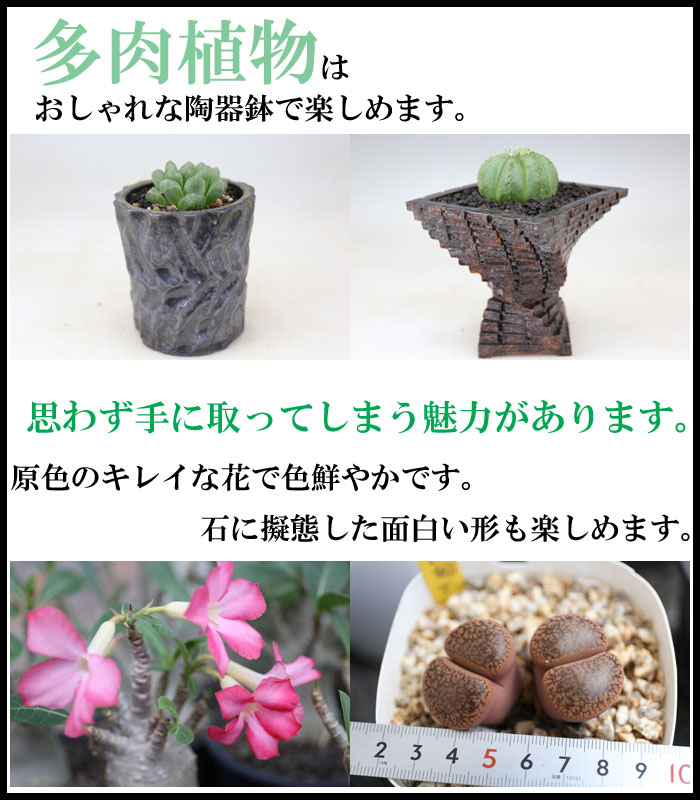 多肉植物バナー