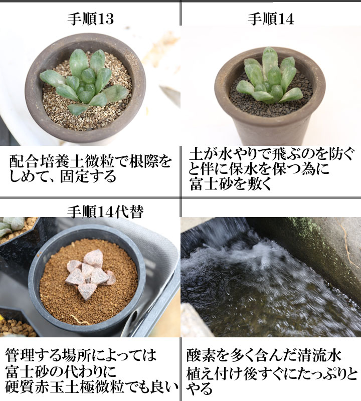 盆栽 サボテン 多肉植物の育て方 盆栽 サボテン 多肉植物 通販 オンラインショップ 浦部陽向園 大阪