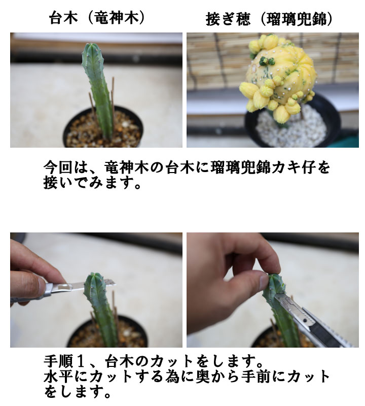 サボテンの接木の簡単なやり方 盆栽 サボテン 多肉植物 通販 オンラインショップ 浦部陽向園 大阪