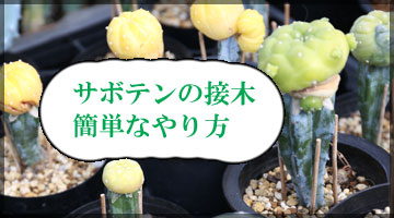 サボテンの接木簡単なやり方