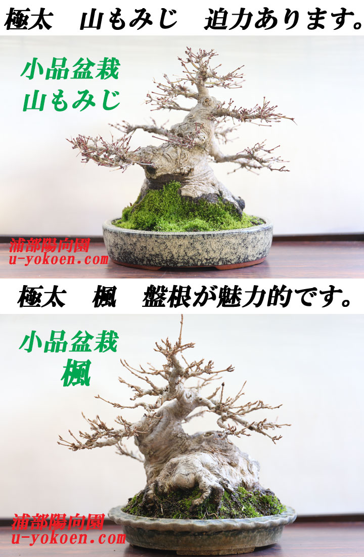 盆栽鉢　ミニ盆栽鉢在名梅香3点小品盆栽鉢山野草サボテン多肉植物 盆栽鉢 ミニ盆栽鉢在名梅香3点小品盆栽鉢山野草サボテン多肉